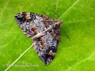 common marbled carpet (Chlorochysta truncata) Kenneth Noble